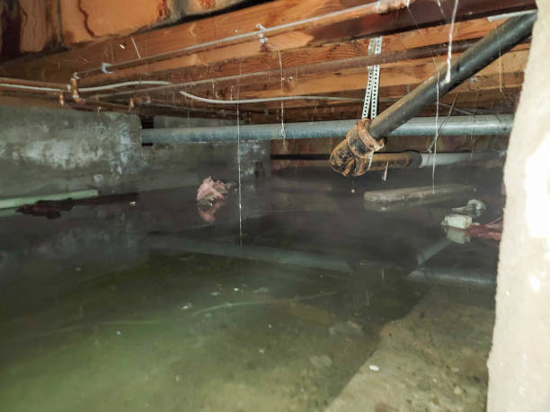 Best Water damage cleanup near me  in Croom, MD