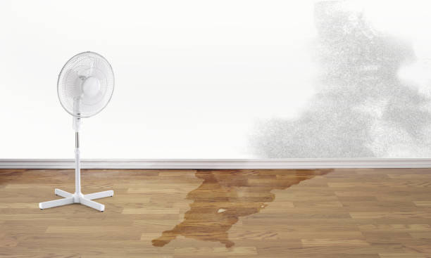 Best Professional water damage repair  in Croom, MD